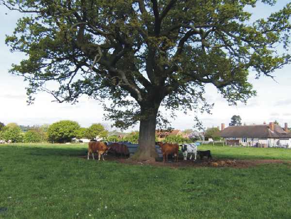 Hungerhill Farm Camping Site 10099