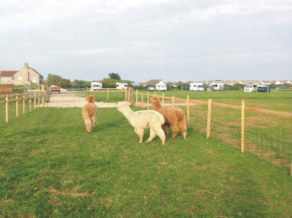 Martleaves Farm Campsite 10586