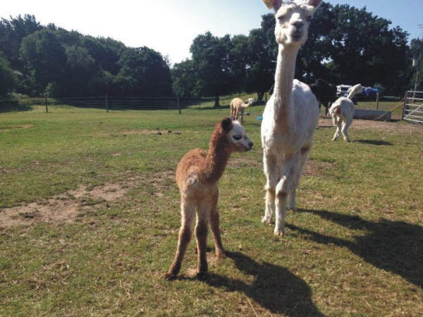 Longthorns Farm 10604