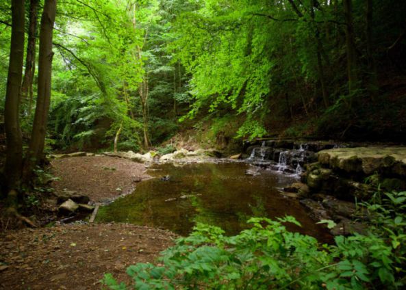 Witton Castle Country Park 12891