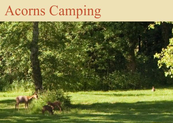 Acorns Camping 13288