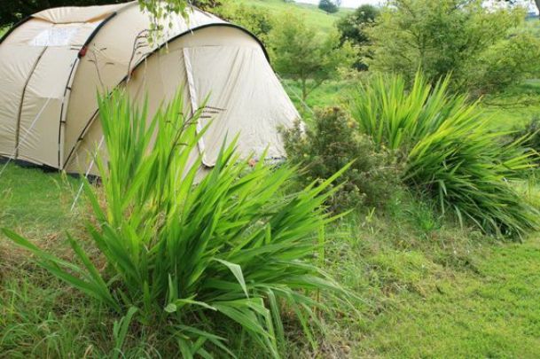 Batcombe Vale Campsite 13449