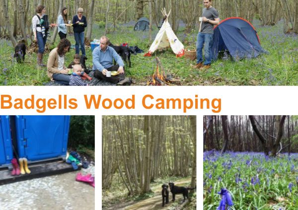 Badgells Wood Camping