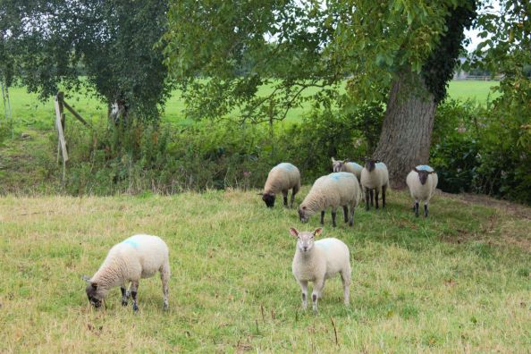 Bridge Farm Caravan Site 14214