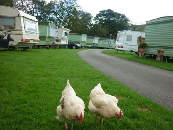 Studfold Farm Caravan & Camping Park 15703