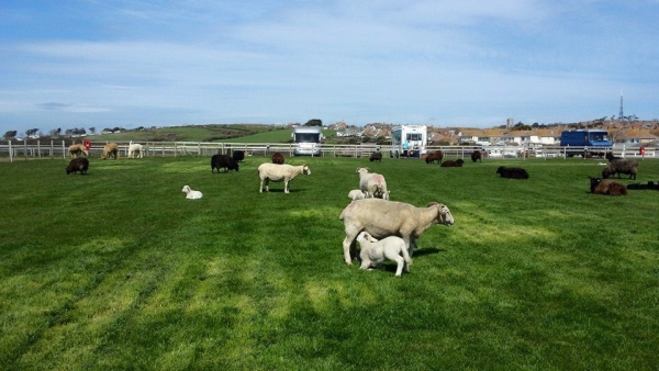 Martleaves Farm Campsite 15784