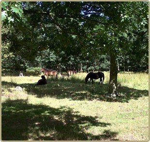 Blackwood Hall Caravan Park 15880