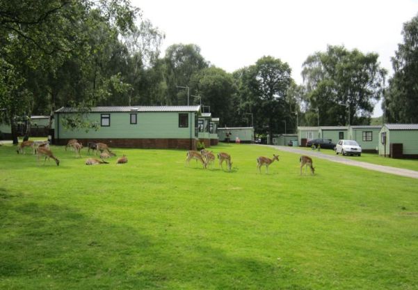 Silver Trees Holiday Park 16219