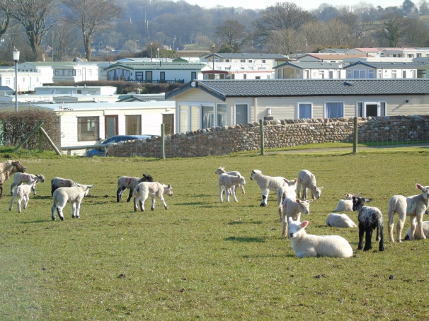 Morecambe Lodge Caravan Park 16857