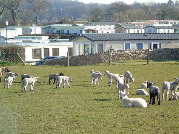 Morecambe Lodge Caravan Park 16857