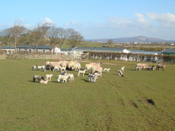 Morecambe Lodge Caravan Park 16858