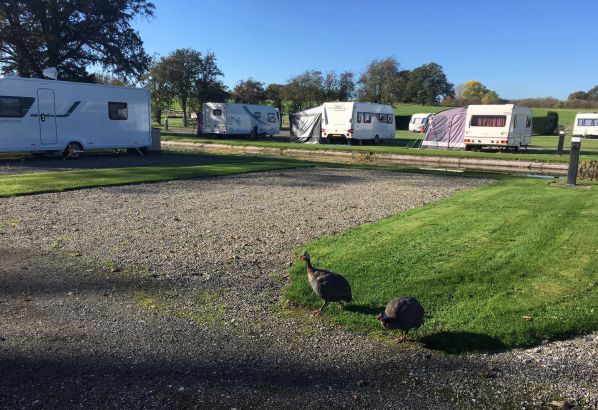 Emral Gardens Caravan Park 17242