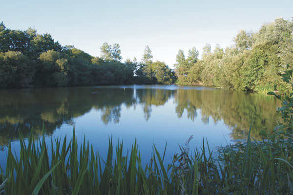 Rookley Country Park 4708