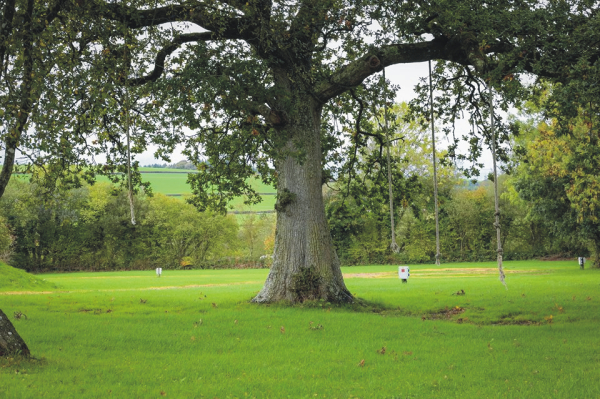 Acorn Wood 9055