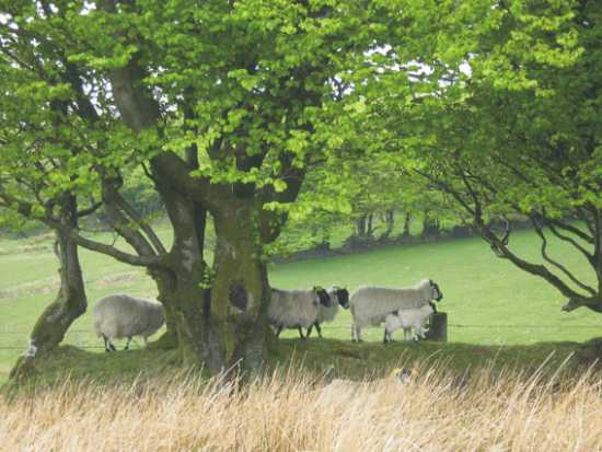 Doone Valley Campsite 9902